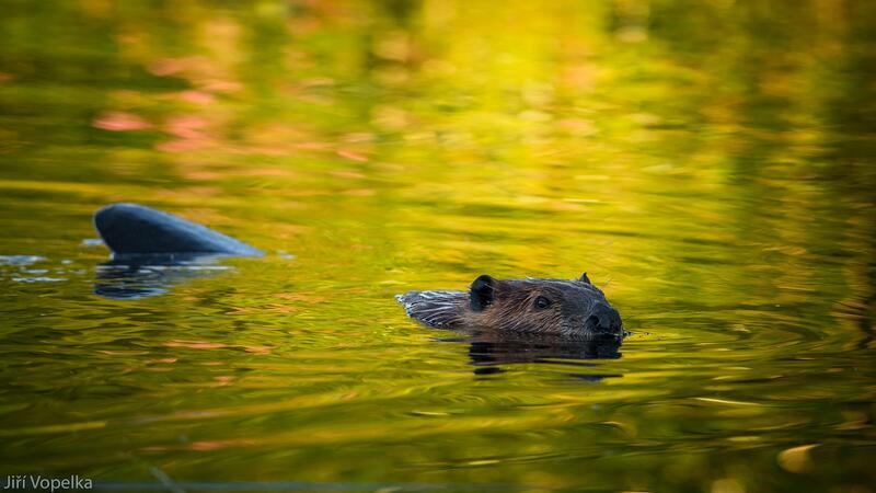 Beaver in Lily Lake