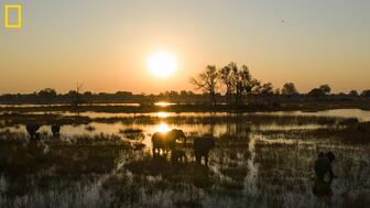 Elephants wading in the Okavango Delta in Botswana