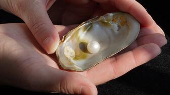 Abernethy Pearl in a shell